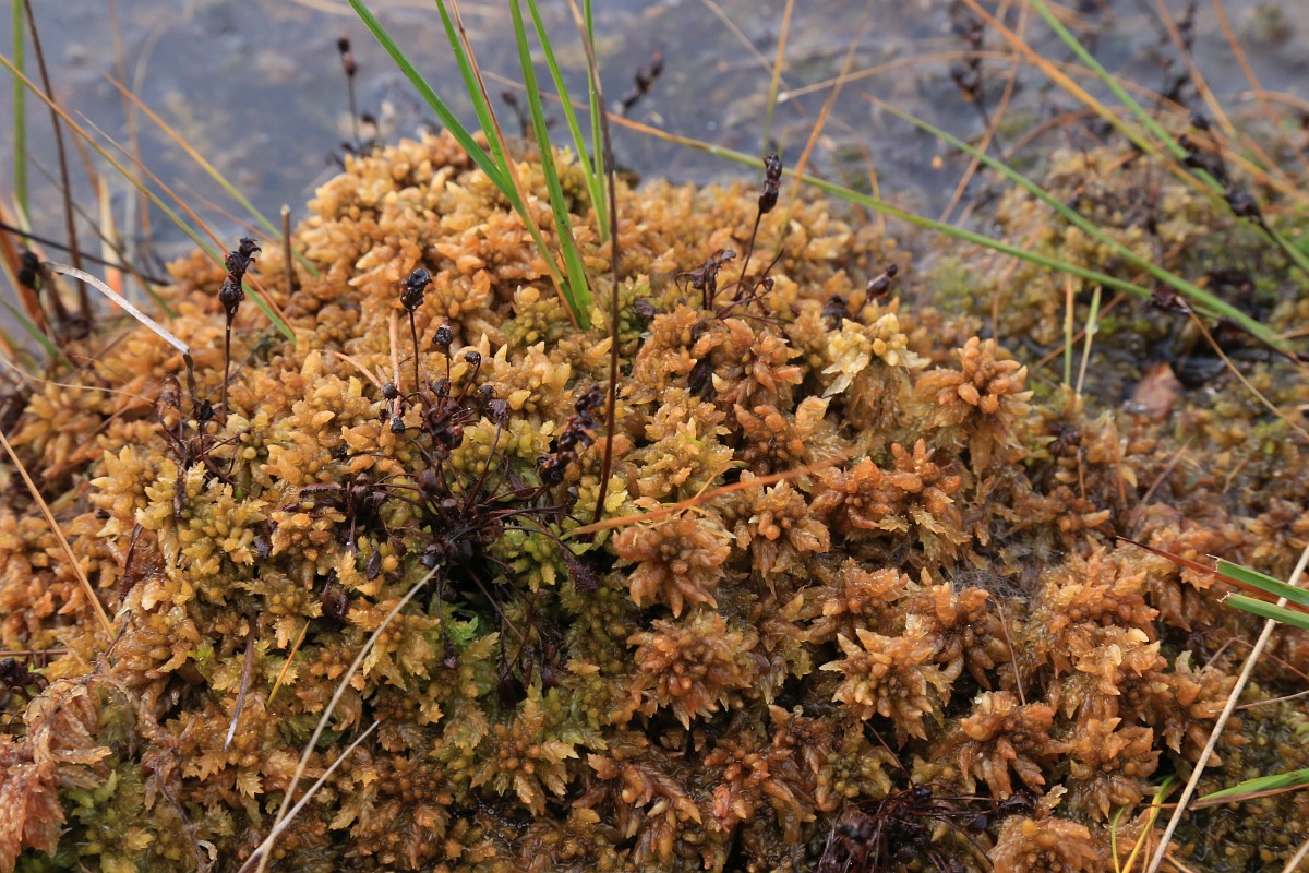 Sphagnum magellanicum